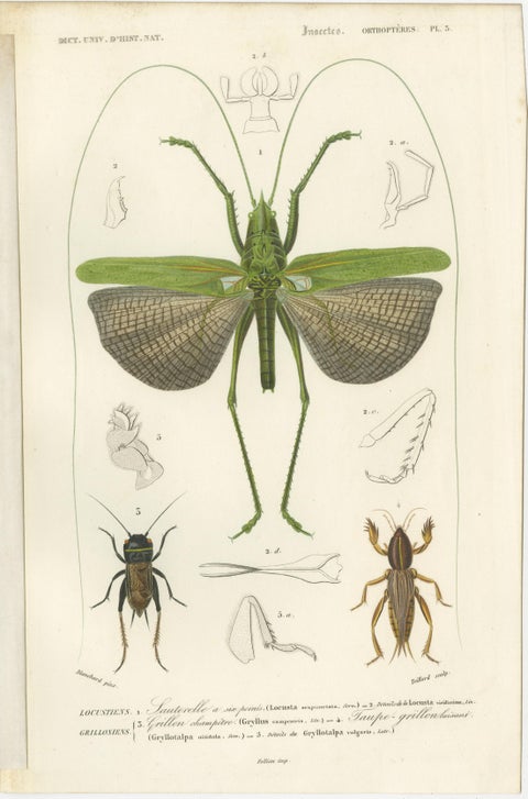 Set of 7 Antique Prints of a Grasshopper and other Insects, view 4