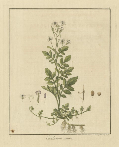 Detailed Engraved Botanical Study of Cardamine Amara or Bittercress, 1822, close-up 1