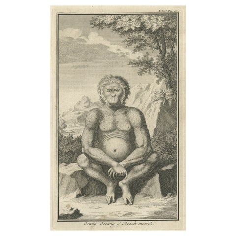 Engraving of an Orang-Utan on Borneo 'Kalimantan' or Sumatra, Indonesia, 1739