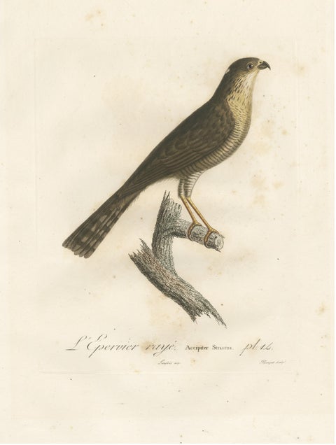 1807 Sharp-Shinned Hawk Illustration - 'L'Epervier rayé' Antique and Handcolored, view 3