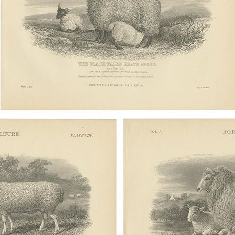 Set of 5 Antique Prints of Farm Animals Cow, Bull, Sheep, Pig, circa 1879, close-up 2