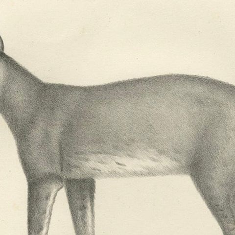 19th-Century Lithograph of the Caracal and Lynx in Striking Profiles, close-up 6