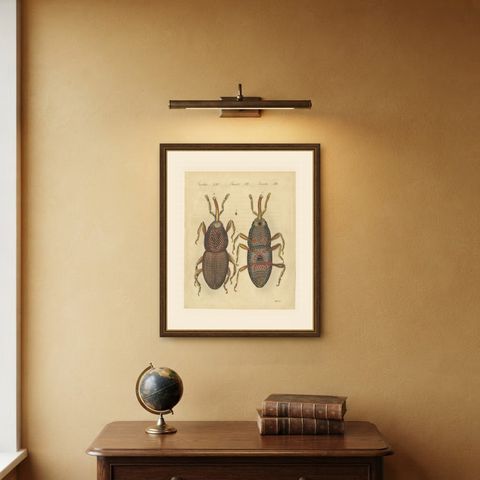Grain Weevil Magnified Under the Microscope, Antique Bertuch Print, circa 1815, shown framed on a wall