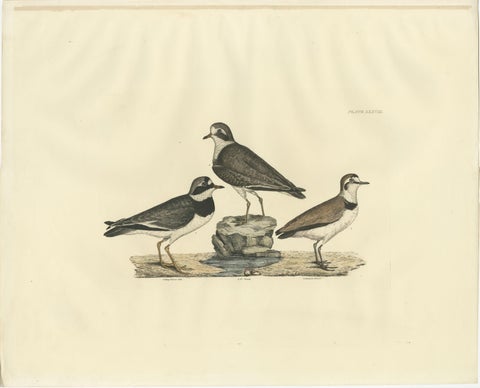 Large Engravings of Plovers in Contrast - Age and Species, 1826, view 2