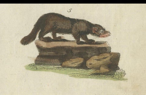 Old Hand-Colored Antique Print of a Civet and Skunks, Published in circa 1820, close-up 2