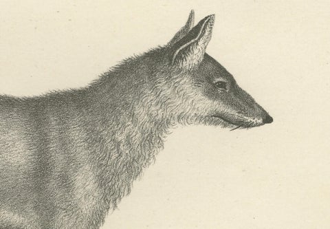 19th-Century Lithograph of the Black Wolf and Grey Wolf in Striking Detail, close-up 1