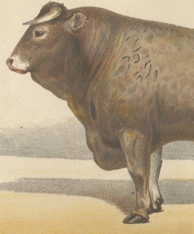 Bazadaise Bull, French Cattle Chromolithograph by Olivier de Penne, 1863, close-up 2