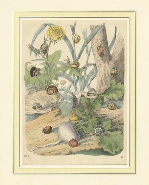 1856 Hand-Colored Lithograph of Snails in a Natural Habitat, close-up 5