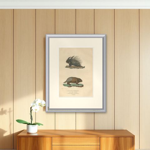 Antique Engraving of Crested Porcupine and North American Porcupine, ca.1825, shown framed on a wall