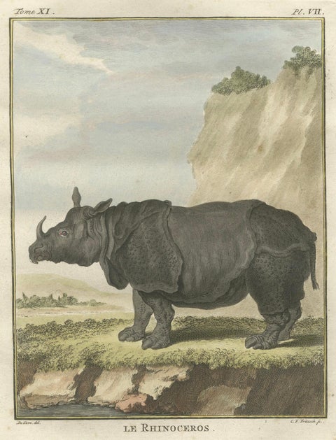 Striking Antique Rhinoceros Engraving, Buffon Hand-Coloured Print Amsterdam 1769, close-up 2