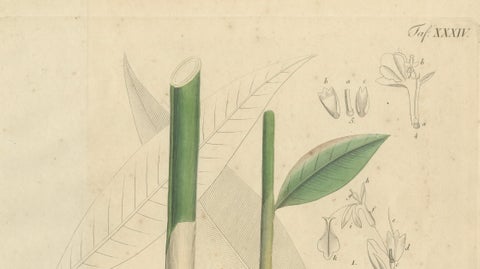 Antique Cardamom Botanical Print, Elettaria & Amomum Species, c.1831, close-up 2