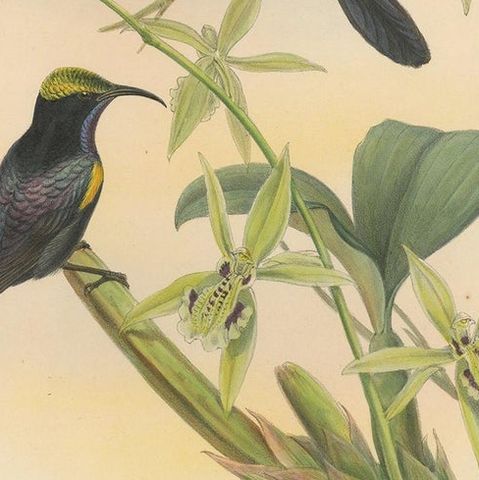 Antique Bird Print of the Copper-Throated Sunbird by Gould 'circa 1850', close-up 2