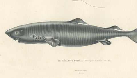 Antique Print of Greenland Shark with Anatomical Details, Paris, 1845, close-up 2