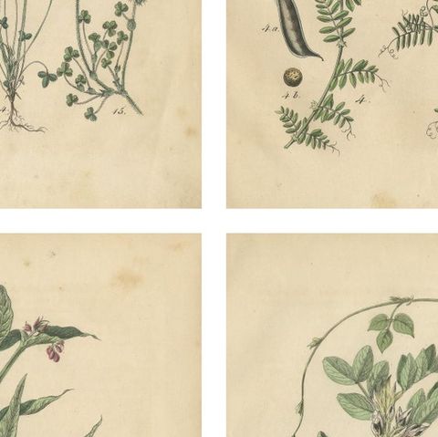 Antique Meadow and Fodder Plants Prints, Botanical Studies, 1852, close-up 2