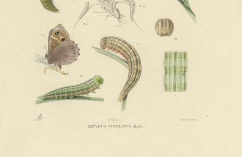 Antique Hand-Colored Satyrus Statilinus Butterfly Pair by Sepp & Brants, 1905, close-up 2