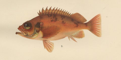 Red Mullet, Norway Redfish, and Greater Weever - Vibrant Fish Lithography, 1895, close-up 2