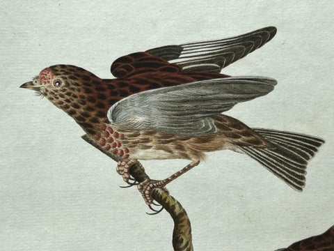 Fringilla Linota, Common Linnet, Hand-Colored Engraving by Nozeman, 1770–1829, view 5