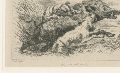 Dogs Attacking a Wild Boar, Dramatic Sporting Etching by J.F. Tayler, 1872, close-up 3