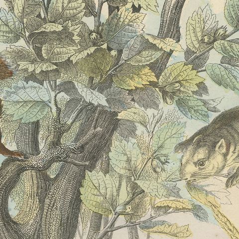 Antique Beaver and Red Squirrel Print with Hamster and Guinea Pig, circa 1890, close-up 1