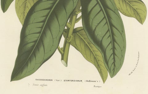 Stamford Rhododendron: Hand-Colored Lithograph by Louis van Houtte, 1855, close-up 1