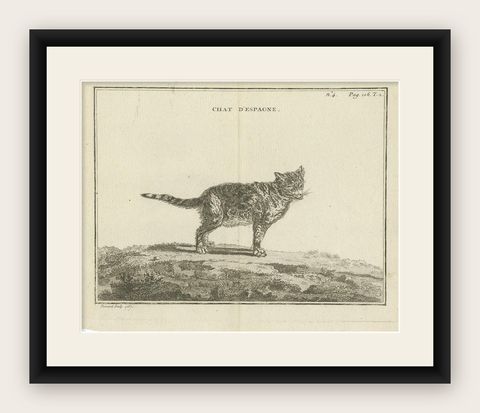 Antique Print of a Calico Cat by Fessard, 1819, shown framed
