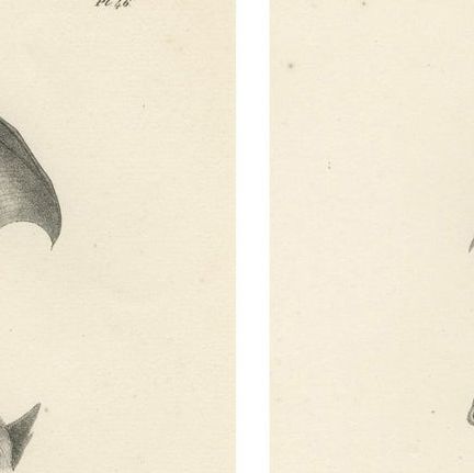 Anatomical Studies of Bats from 'The Mammals' Natural History Lithographs, 1836, close-up 5