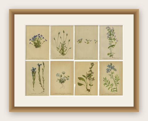 Antique Botanical Prints Alpine Gentians Set of 8, Chromolithographs, 1897, shown framed