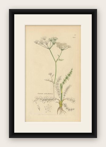 Antique Botany Print 'Carum Verticillatum' by J. Sowerby, 1797, shown framed