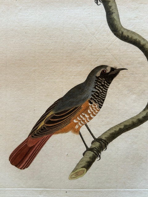 Motacilla Erithacus, Antique Common Redstart Print by Nozeman & Sepp, 1809, view 3