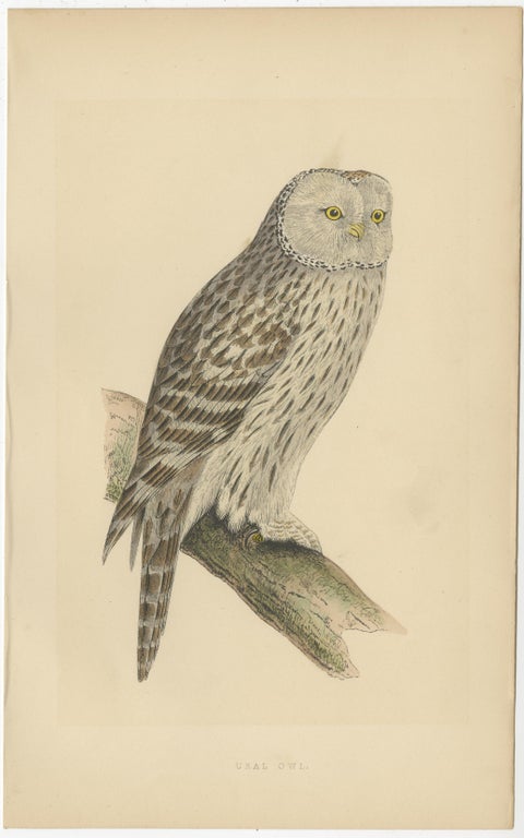 Antique Bird Print of an Ural Owl, view 2