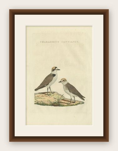 Antique Bird Print of the Kentish Plover by Sepp & Nozeman, 1829, shown framed