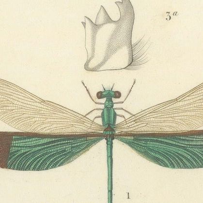 Antique Dragonfly Print, Agrion de Chine, French Natural History Engraving 1800, close-up 5
