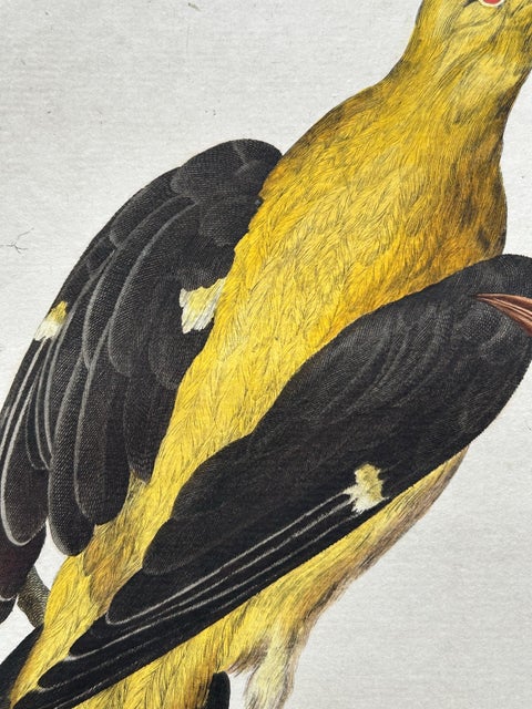 Eurasian Golden Oriole with Nest, Antique Bird Engraving, Nozeman & Sepp 1770, view 7