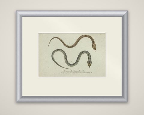 Venom & Vibrance: A Study of European Vipers & North American Copperheads, 1780, shown framed