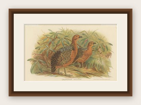 Antique Bird Print of the Ferruginous Wood Partridge by Hume & Marshall, 1879, shown framed