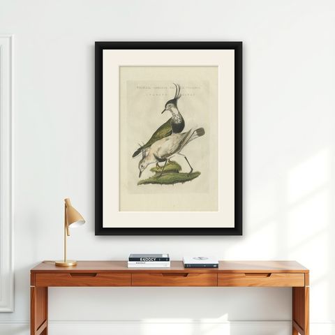 Tringa vanellus, Northern Lapwing (Kievit/Ljip) by Nozeman & Sepp, 1809, shown framed on a wall