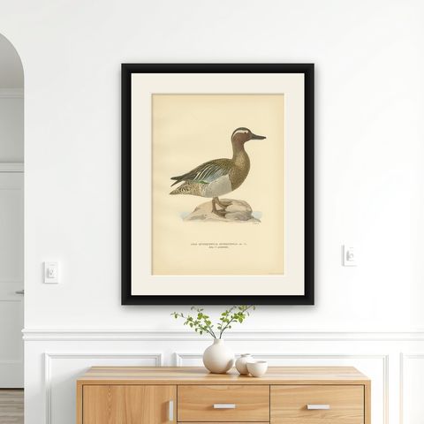 Antique Bird Print of the Garganey Duck by Von Wright '1929', shown framed on a wall