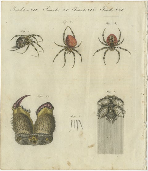 European Garden Spider Anatomy: Variations, Silk Spinnerets, and Mandibles, 1805, view 2