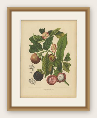 Original Antique Mangosteen Botanical Chromolithograph by Hoola van Nooten, 1880, shown framed