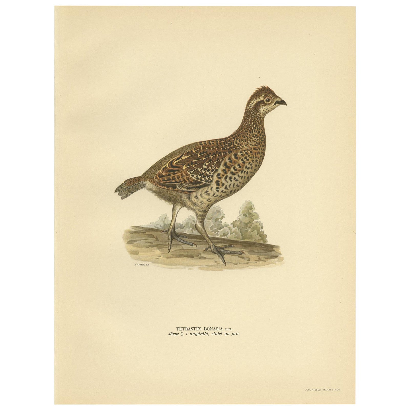 Vintage Bird Print of the Hazel Grouse 'Female' by Von Wright, 1929