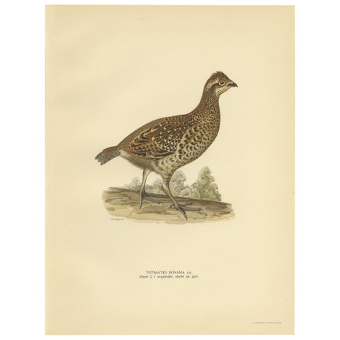 Vintage Bird Print of the Hazel Grouse 'Female' by Von Wright, 1929