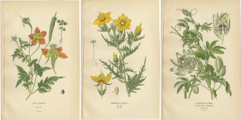 Antique Botanical Prints: Loasa Lateritia, Mentzelia Lindleyi & Passion-Flower, view 5