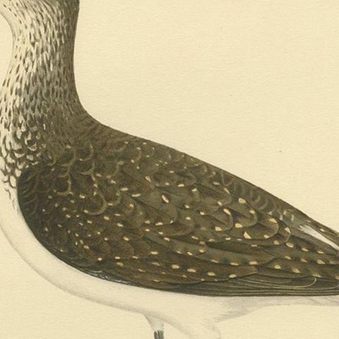 Antique Bird Print of the Green Sandpipe by Von Wright, 1929, close-up 2