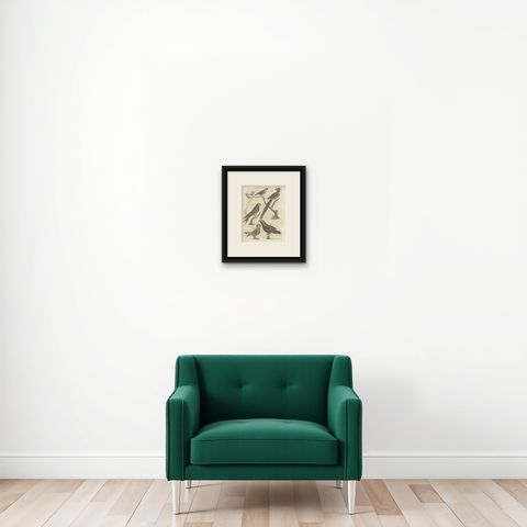 Antique Print of Passerine Birds and other Birds, 1810, shown framed on a wall