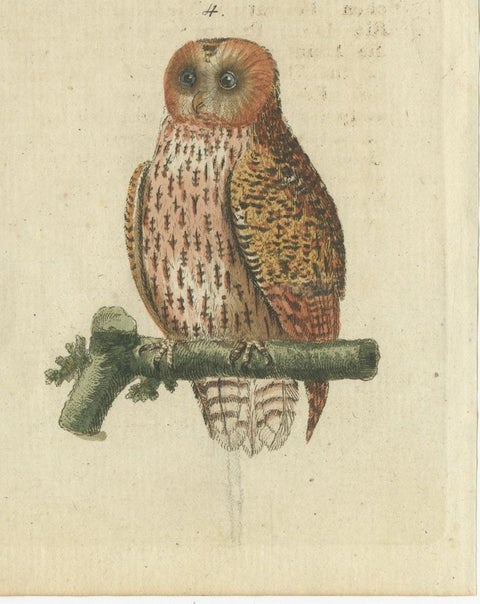 European Owls, Antique Hand-Colored Bird Engraving, Vogel IX, c.1800, view 5