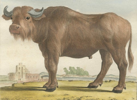 Antique Buffalo Engraving, Buffon Hand-Coloured Print Amsterdam 1769, close-up 2