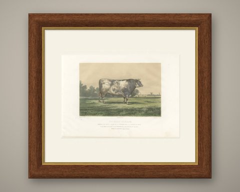 Markob, Durham Shorthorn Bull of Corbon, Antique Print, 1873, shown framed
