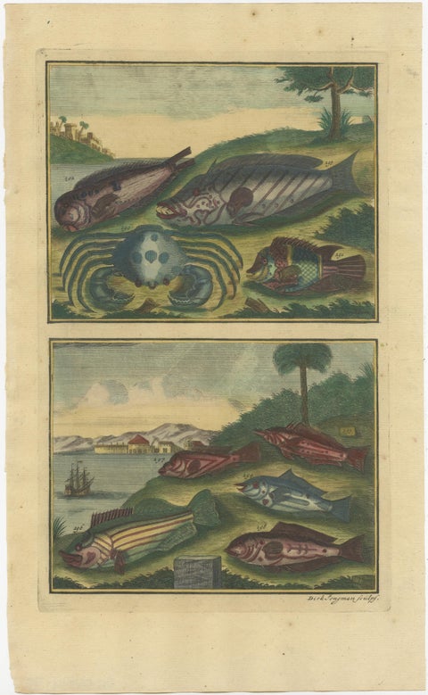 Set of 12 Colored Antique Prints of Various Fishes and Crustaceans, view 5