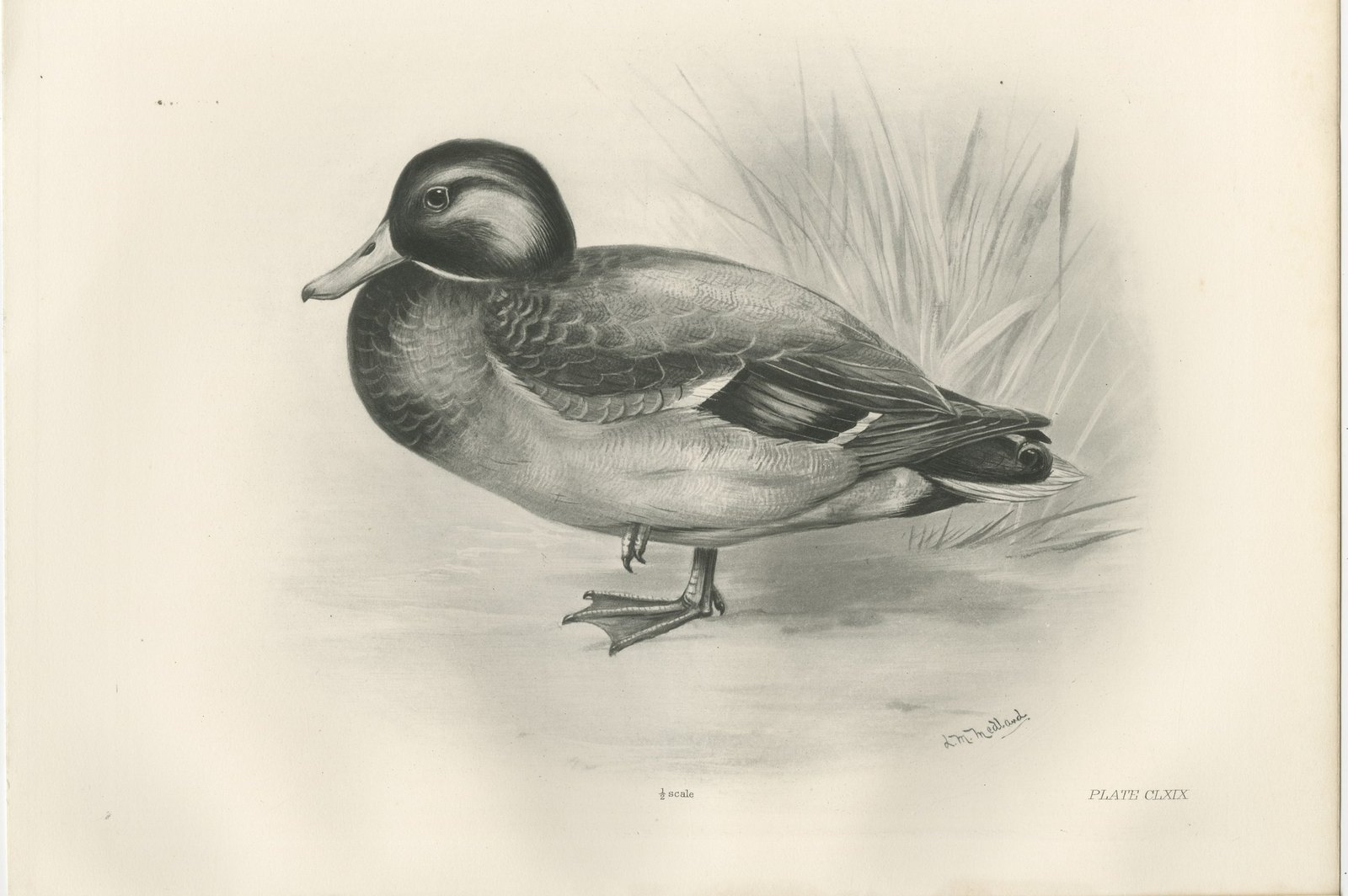 Dabbling Duck, Antique Bird Print after Lilian Medland, circa 1909