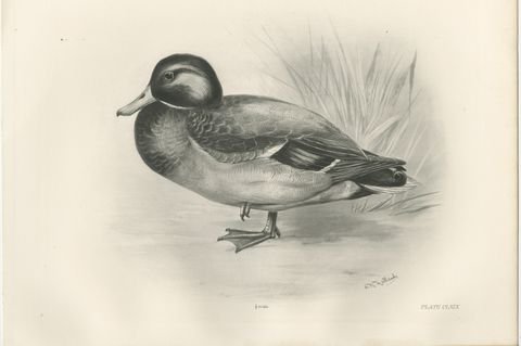 Dabbling Duck, Antique Bird Print after Lilian Medland, circa 1909